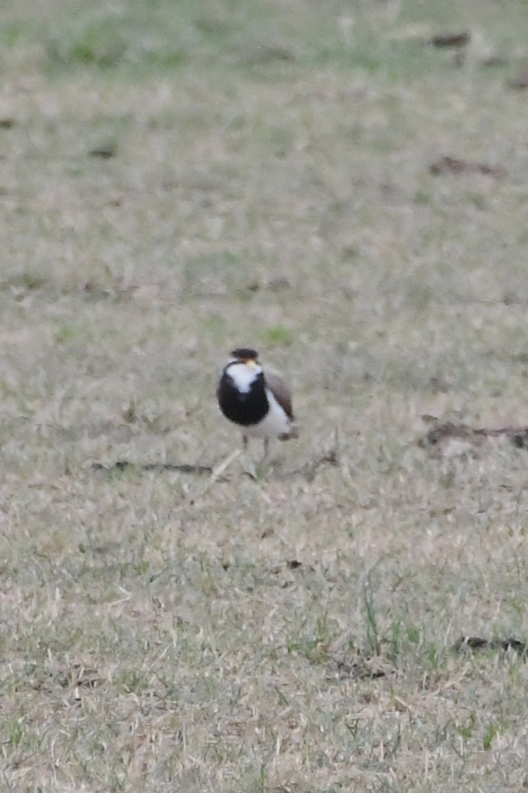Banded Lapwing - ML646575723