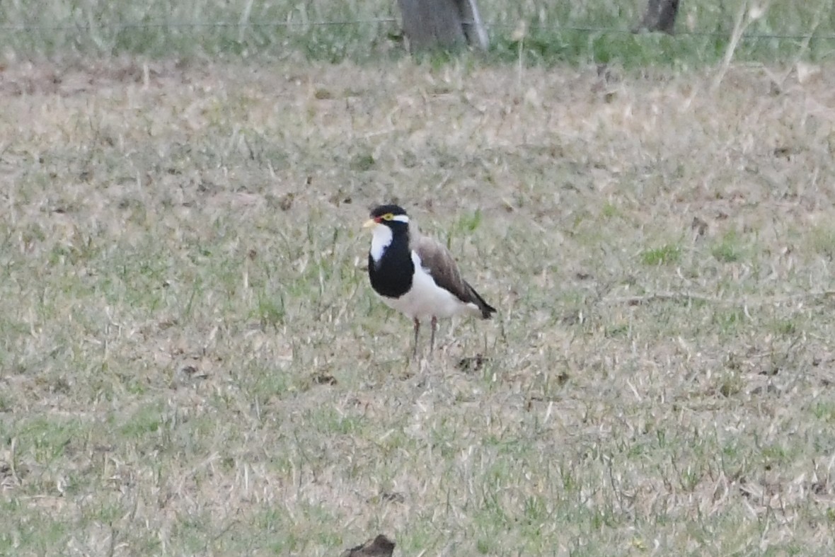 Banded Lapwing - ML646575724