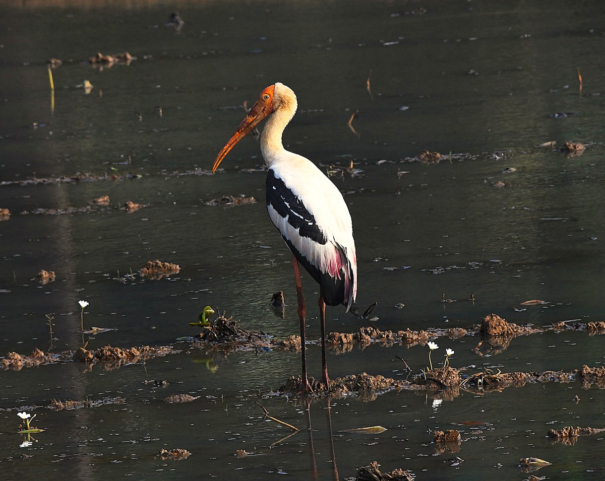 インドトキコウ - ML646575726