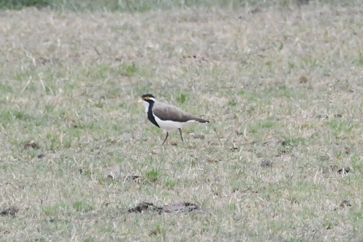 Banded Lapwing - ML646575727