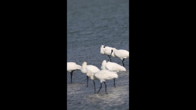 黑面琵鷺 - ML646575731