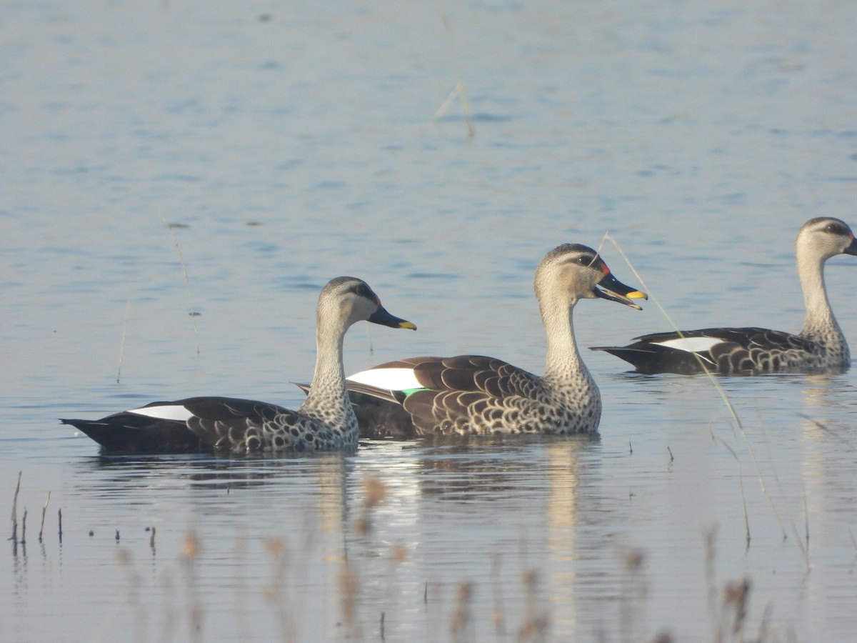 Indian Spot-billed Duck - ML646575733