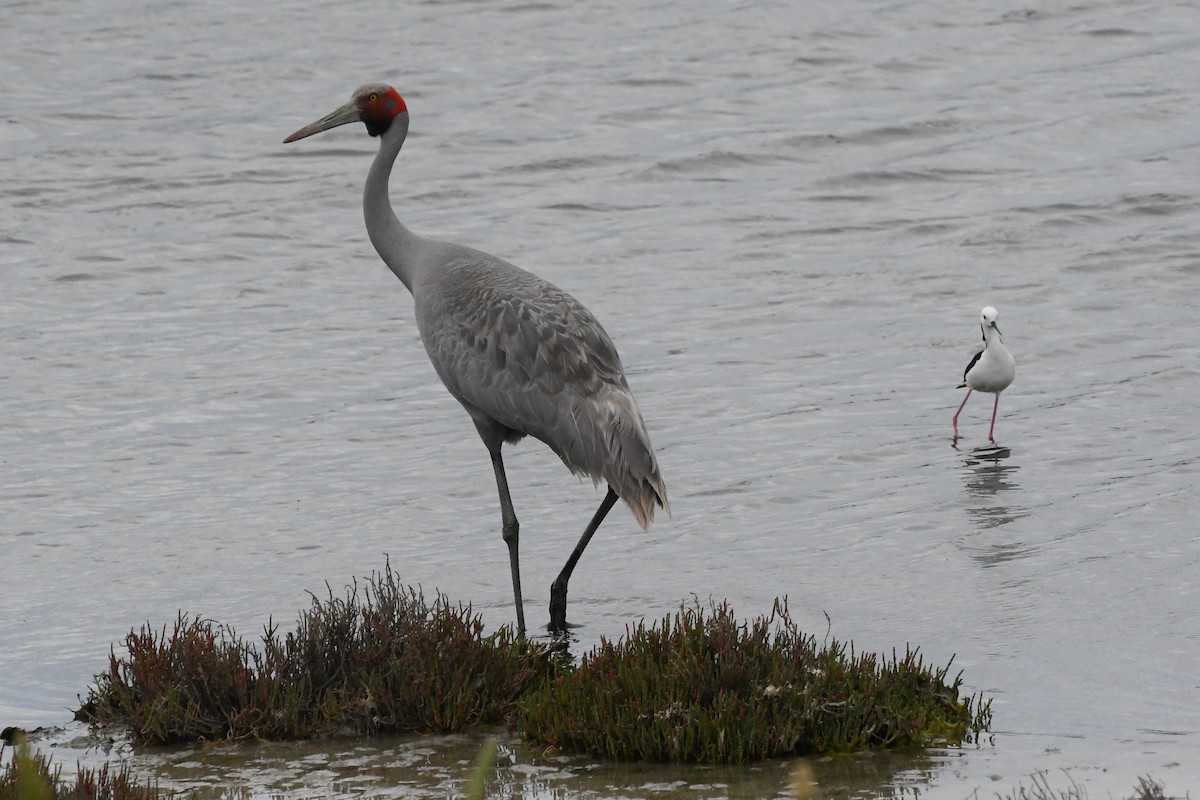 Brolga - ML646575734