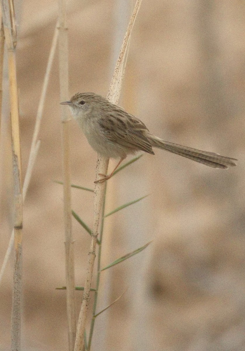 Delicate Prinia - ML646575735
