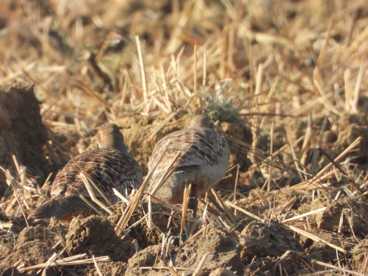 Gray Francolin - ML646575736