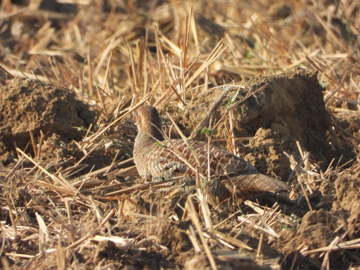Gray Francolin - ML646575737