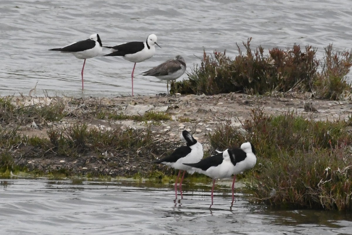 黑領高蹺鴴 - ML646575738