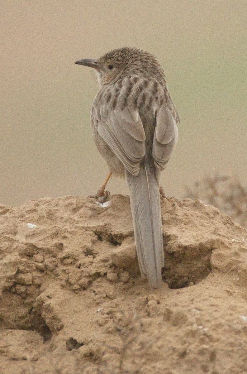 Afghan Babbler - ML646575740