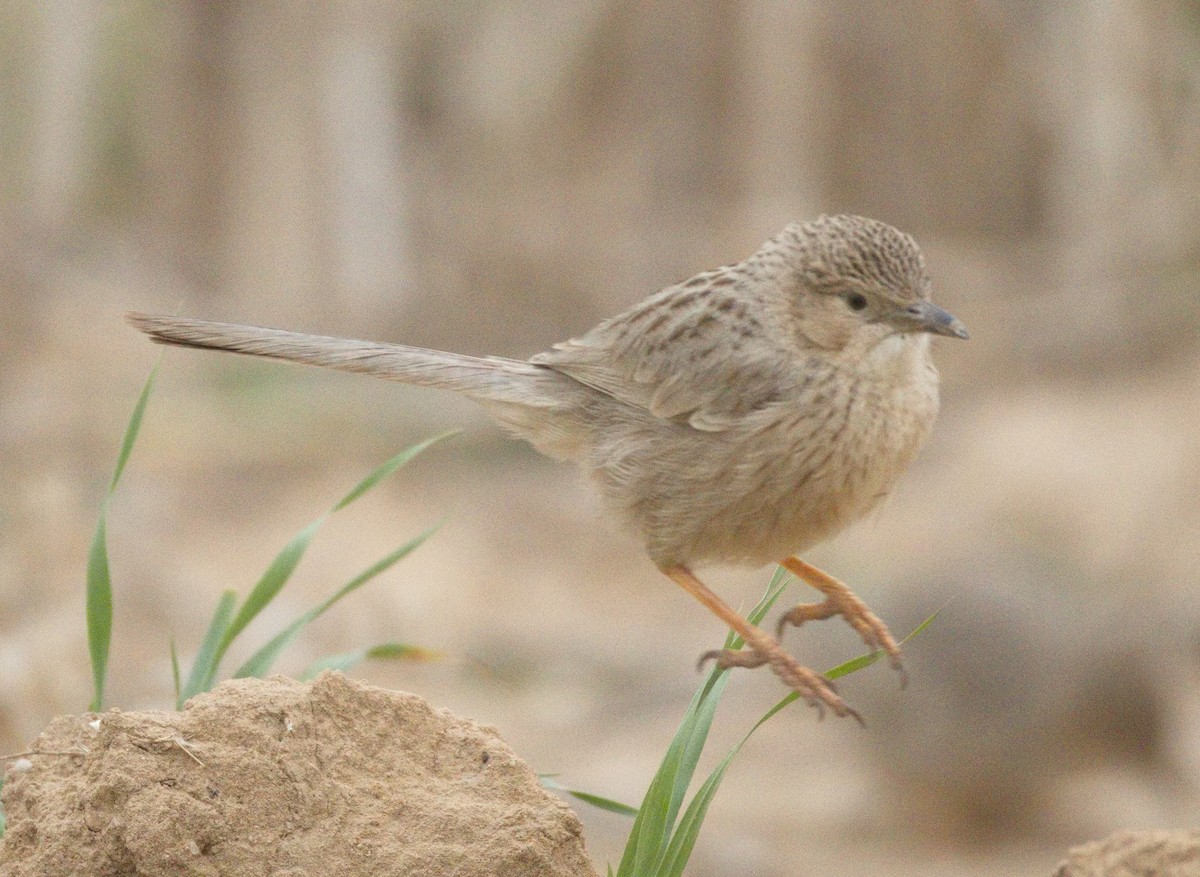 Afghan Babbler - ML646575741