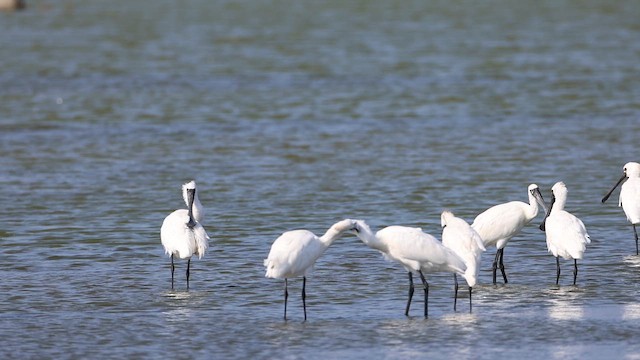 黑面琵鷺 - ML646575743