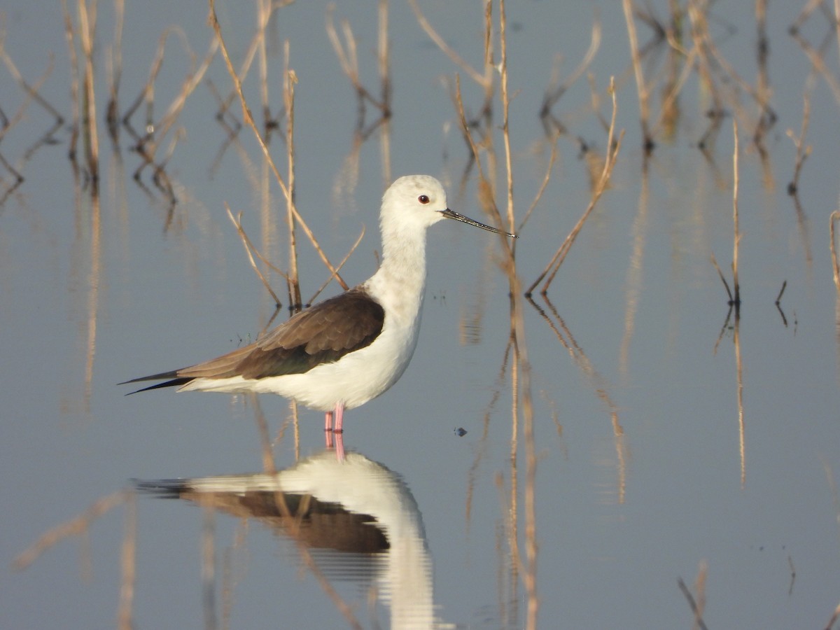 高蹺鴴 - ML646575745