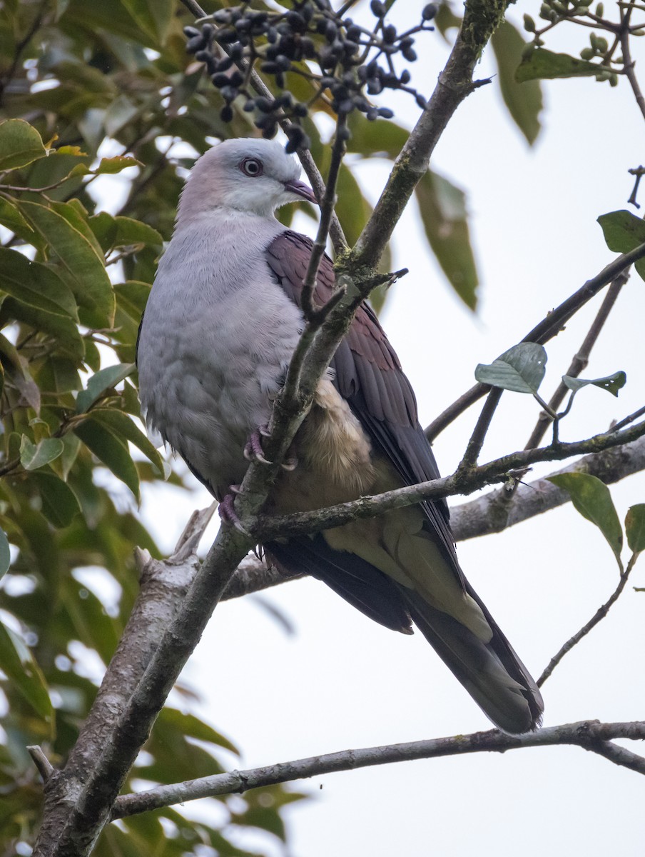Mountain Imperial-Pigeon - ML646575746
