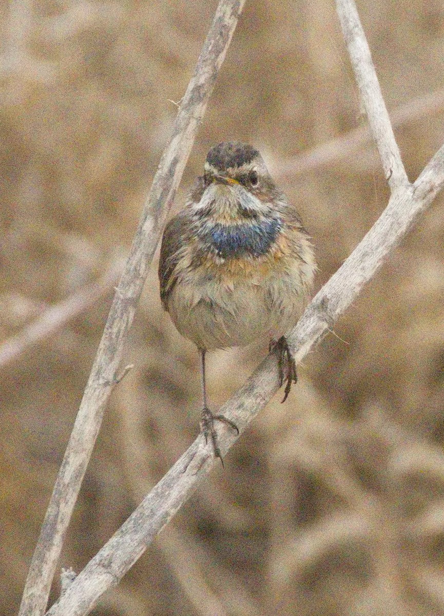 藍喉鴝 - ML646575748