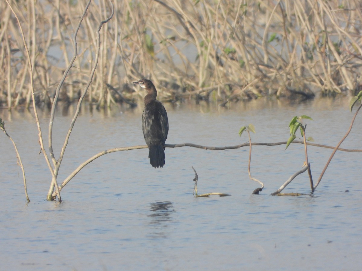 Little Cormorant - ML646575749