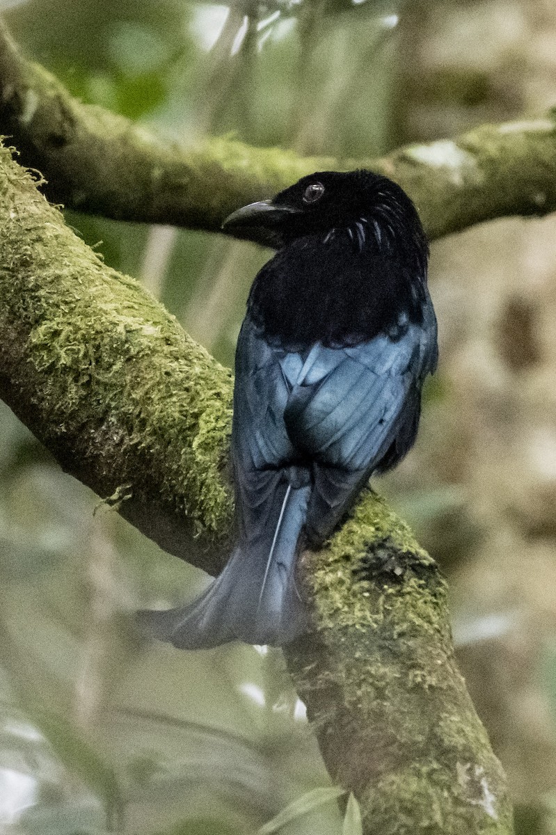 髮冠卷尾(borneensis) - ML646575750