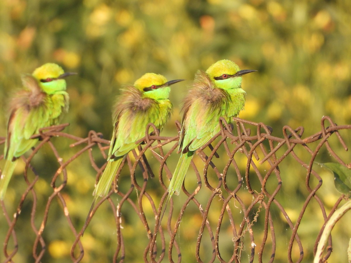 Asian Green Bee-eater - ML646575751