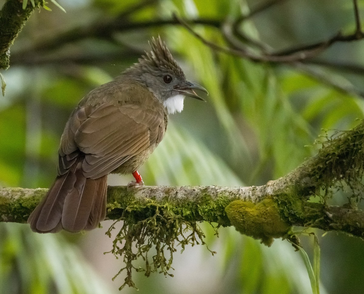 Penan Bulbul - ML646575756