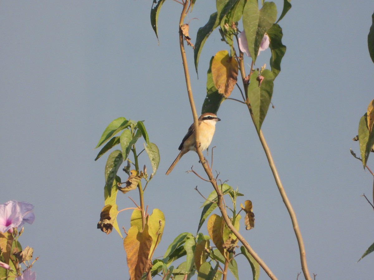 紅尾伯勞 - ML646575757