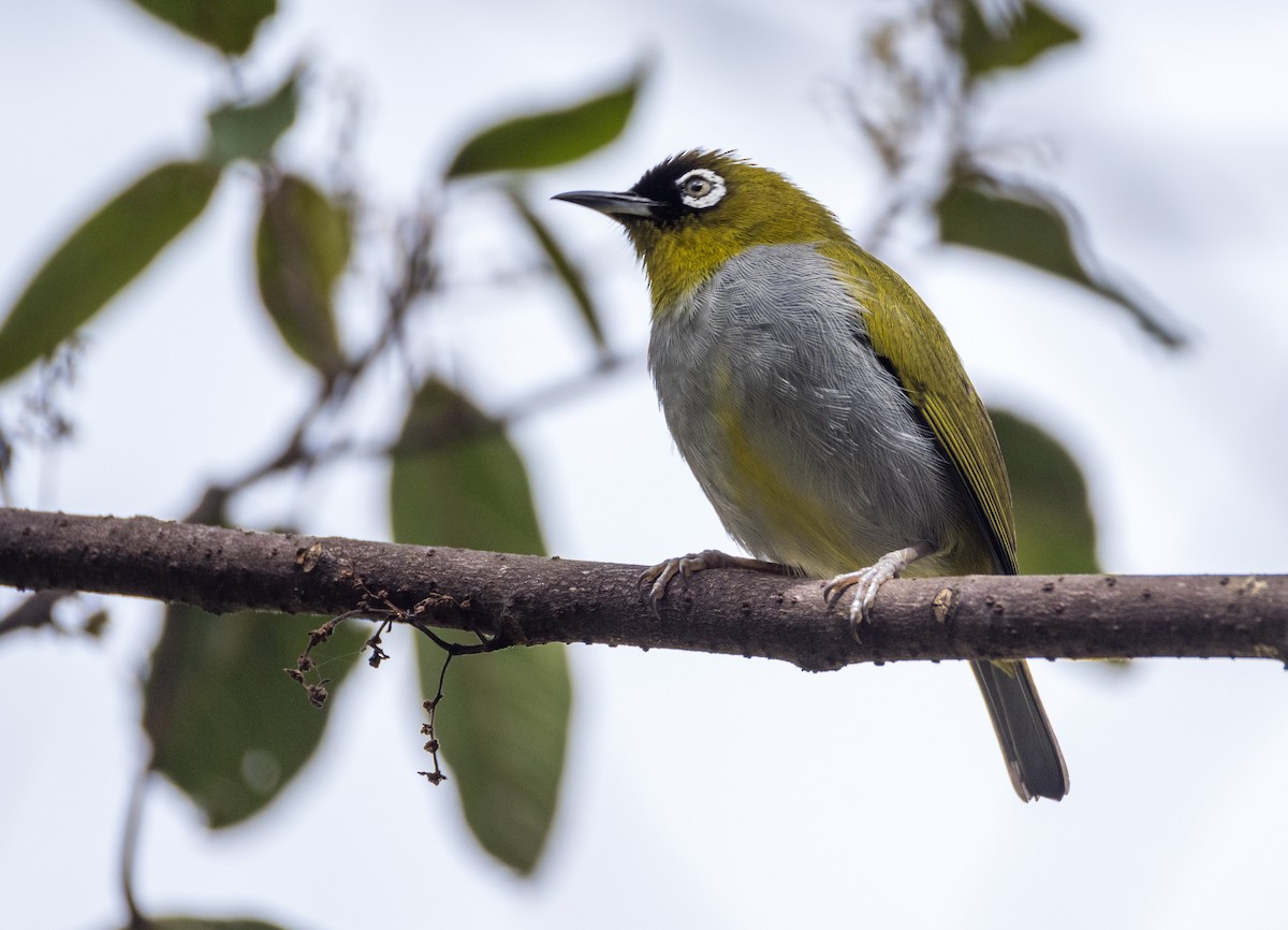 Black-capped White-eye - ML646575758