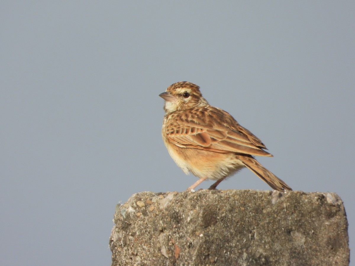 Indian Bushlark - ML646575759