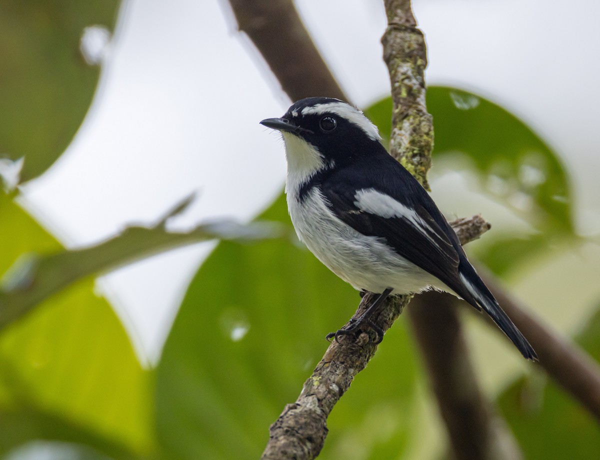 Little Pied Flycatcher - ML646575760