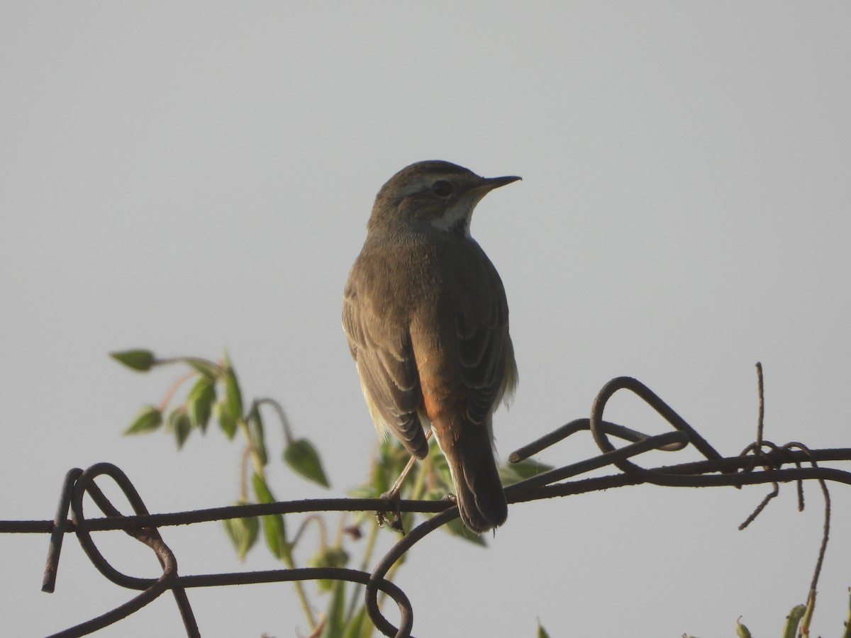 藍喉鴝 - ML646575761