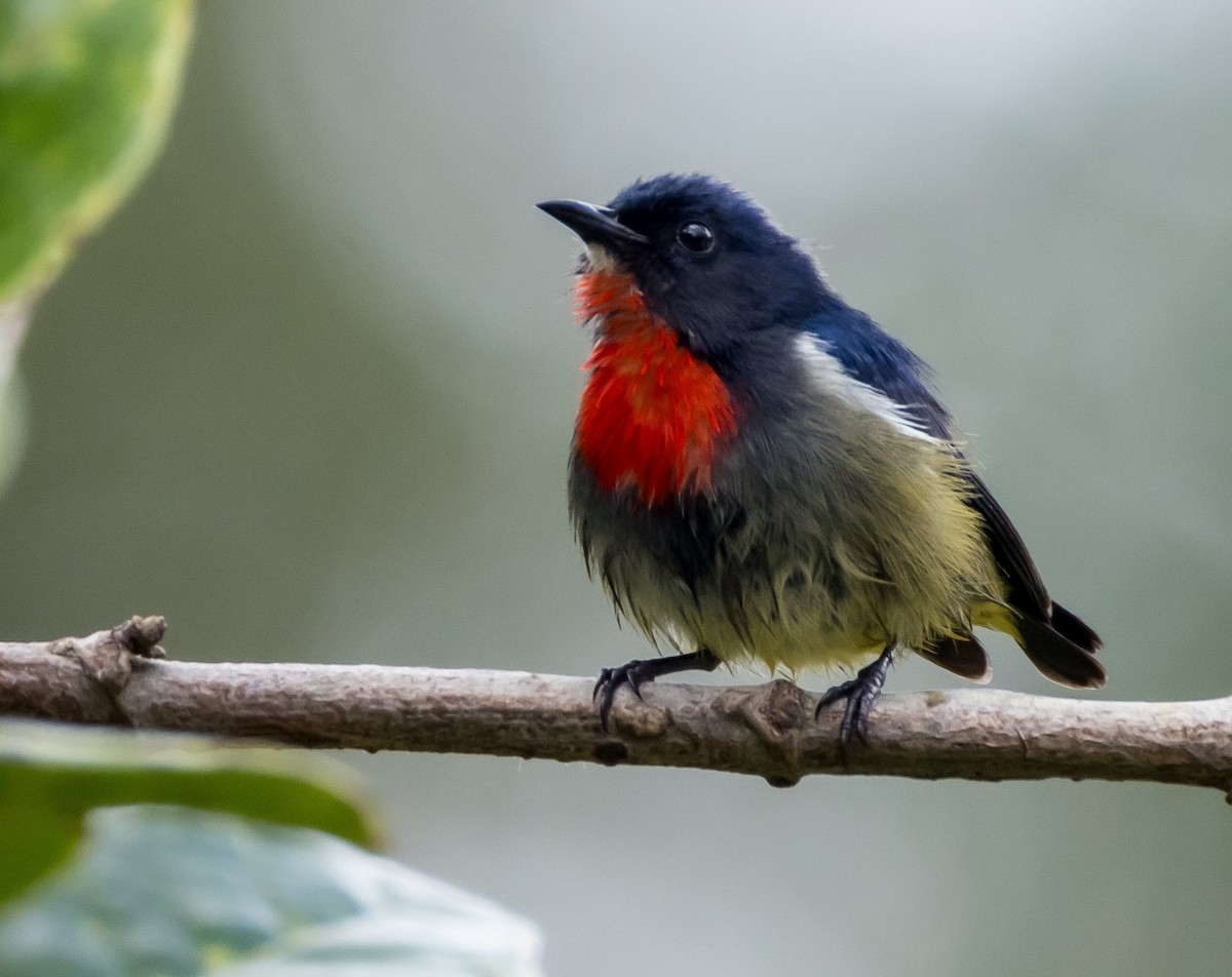 Black-sided Flowerpecker - ML646575763