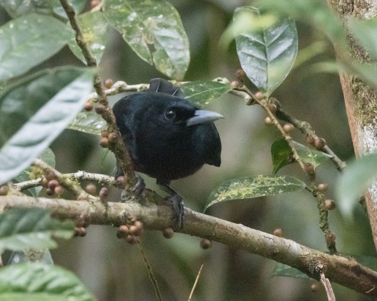 Black-and-crimson Oriole - ML646575765