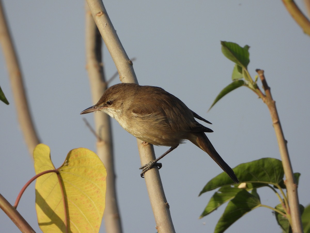 קנית אפריקנית - ML646575767