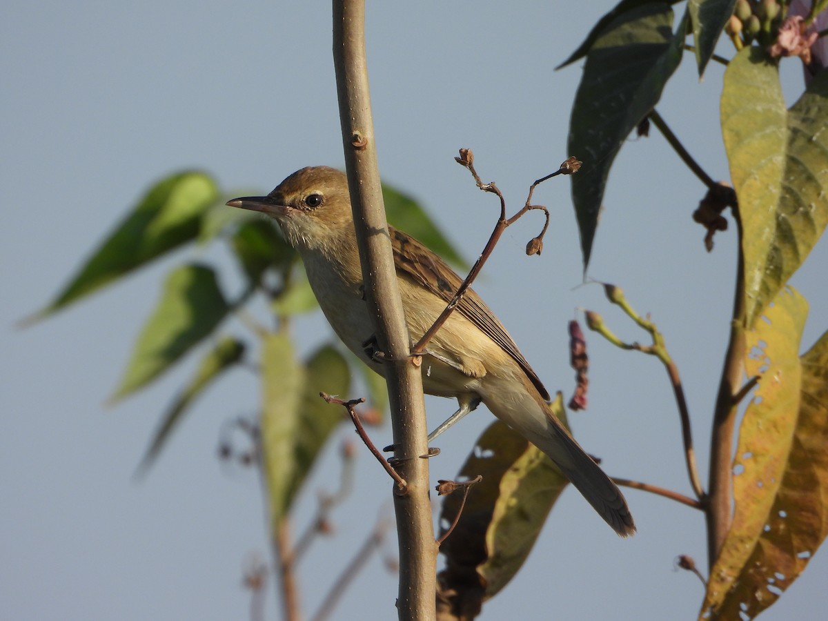 קנית אפריקנית - ML646575768