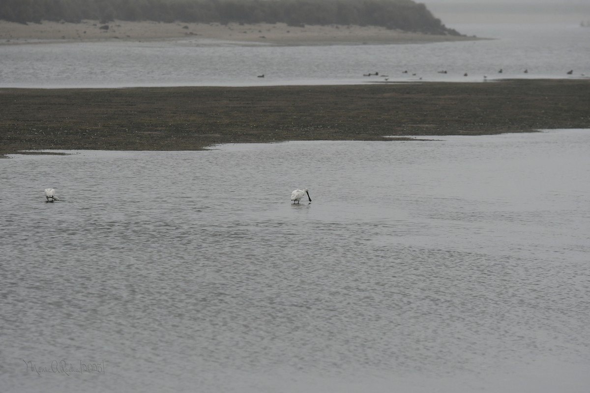 Mallard - ML646575771