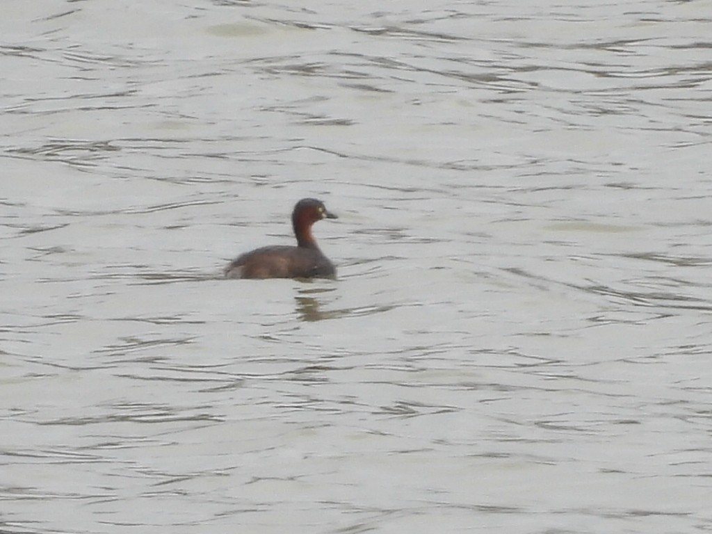 カイツブリ - ML646575772