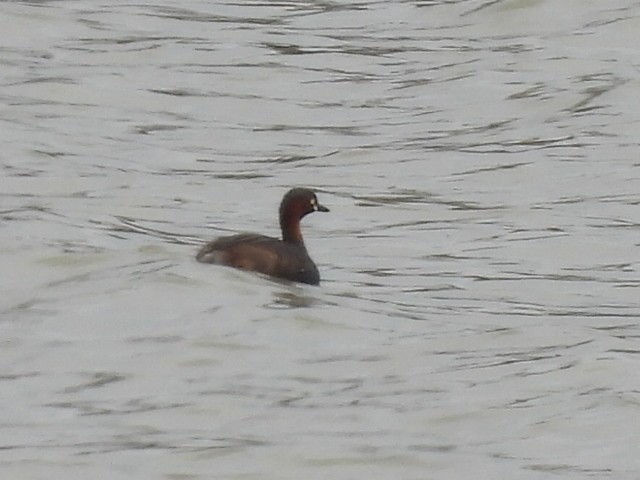 カイツブリ - ML646575776