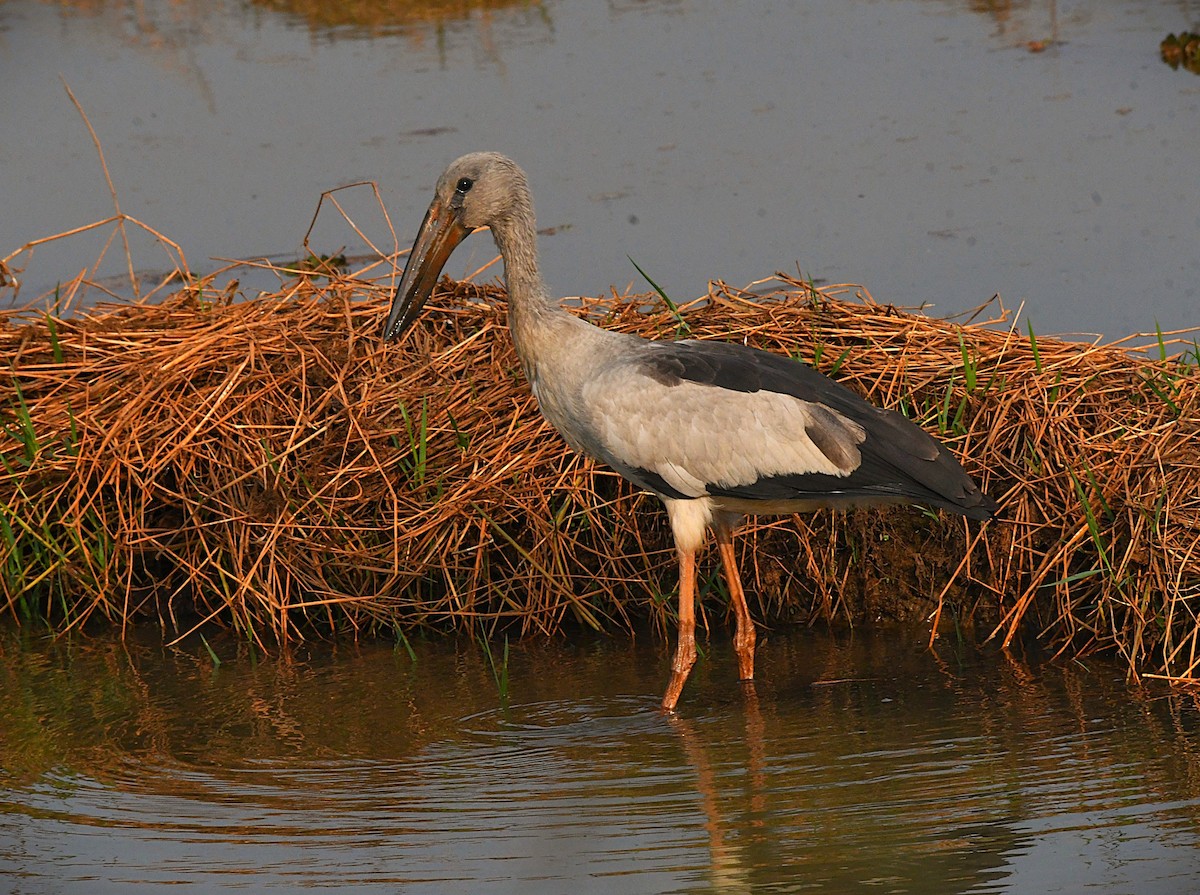 スキハシコウ - ML646575778