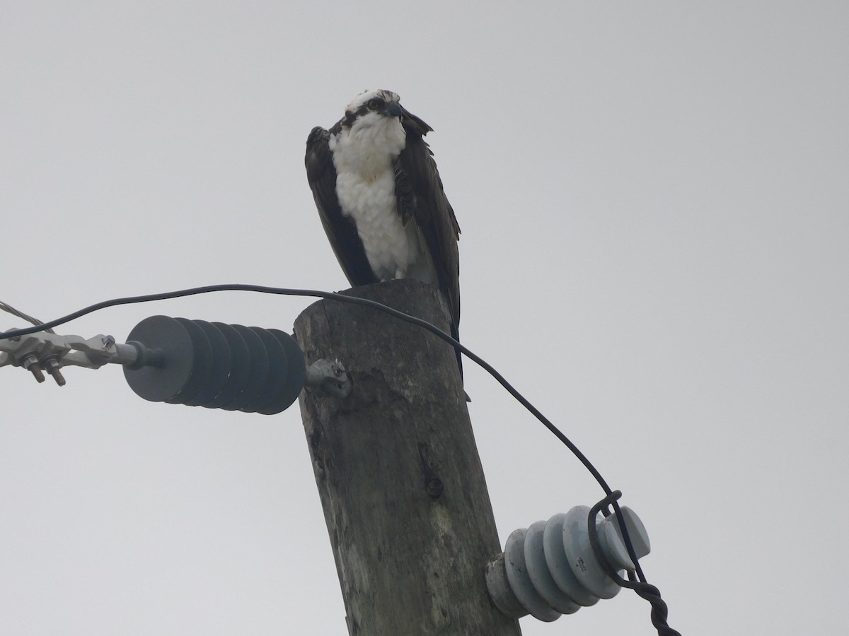 Osprey - ML646575781