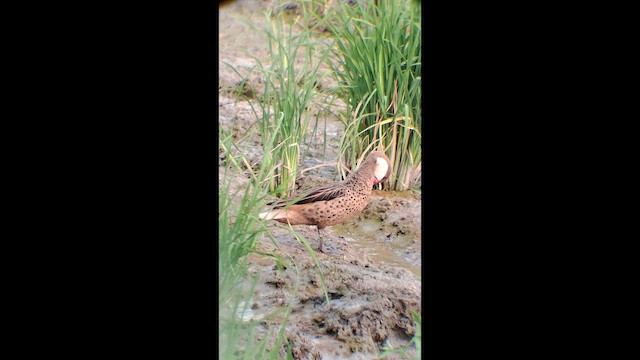 Ak Gerdanlı Kılkuyruk - ML646575782