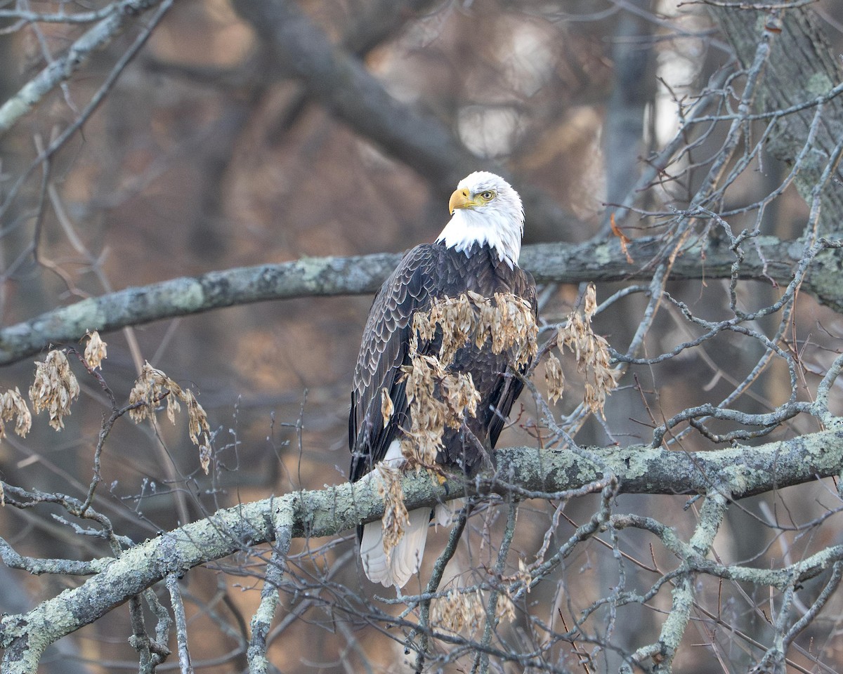 Pygargue à tête blanche - ML646575786
