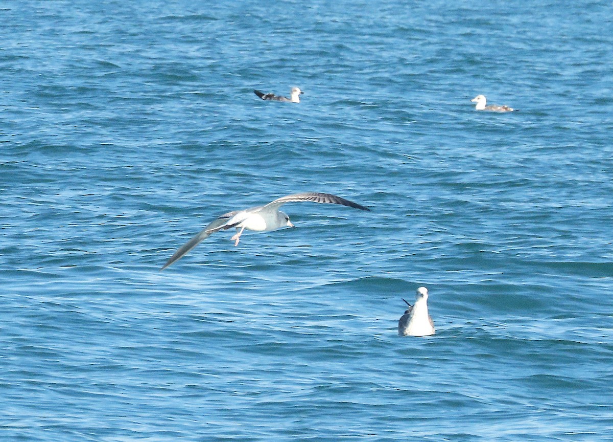 Common Gull - ML646575787