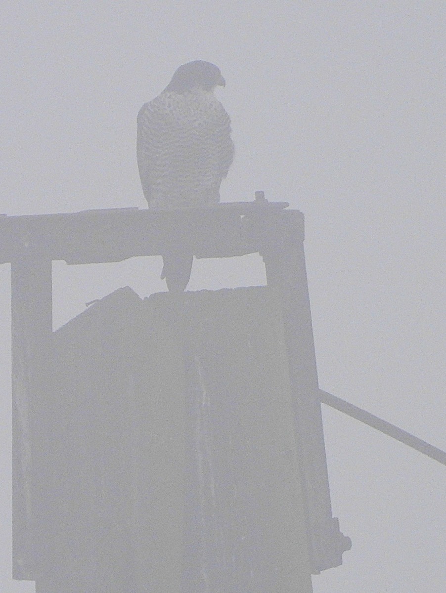 Falco pellegrino - ML646575796