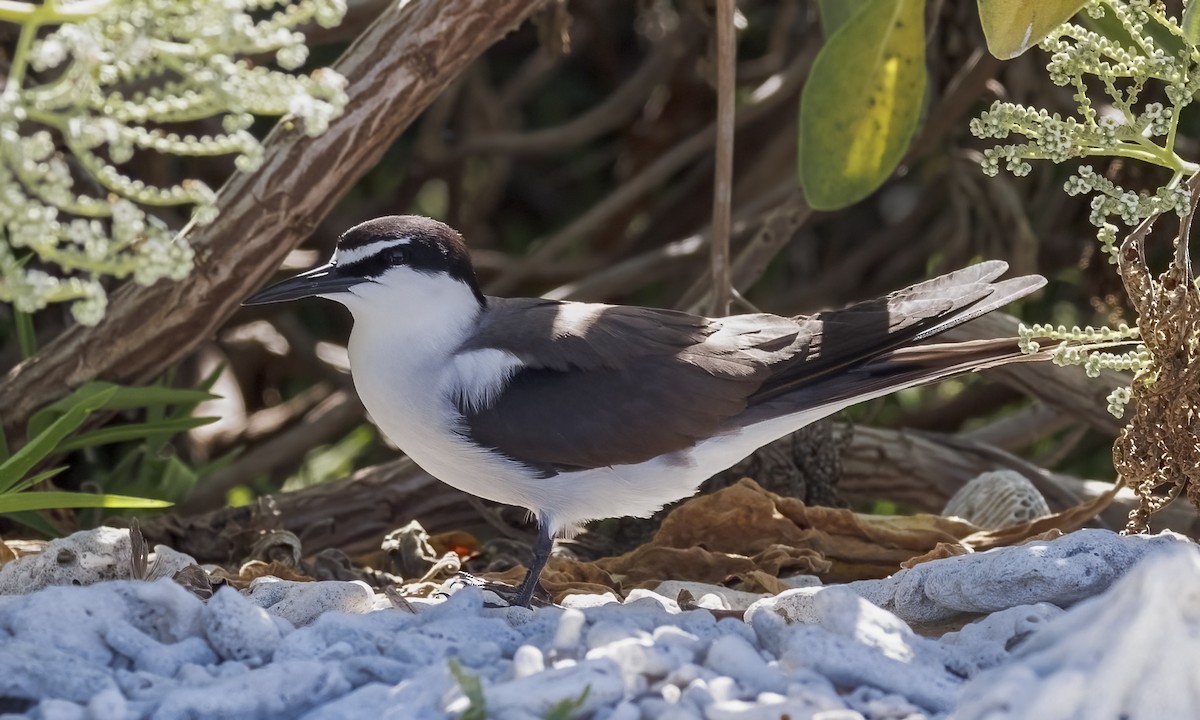 Bridled Tern - ML646575800