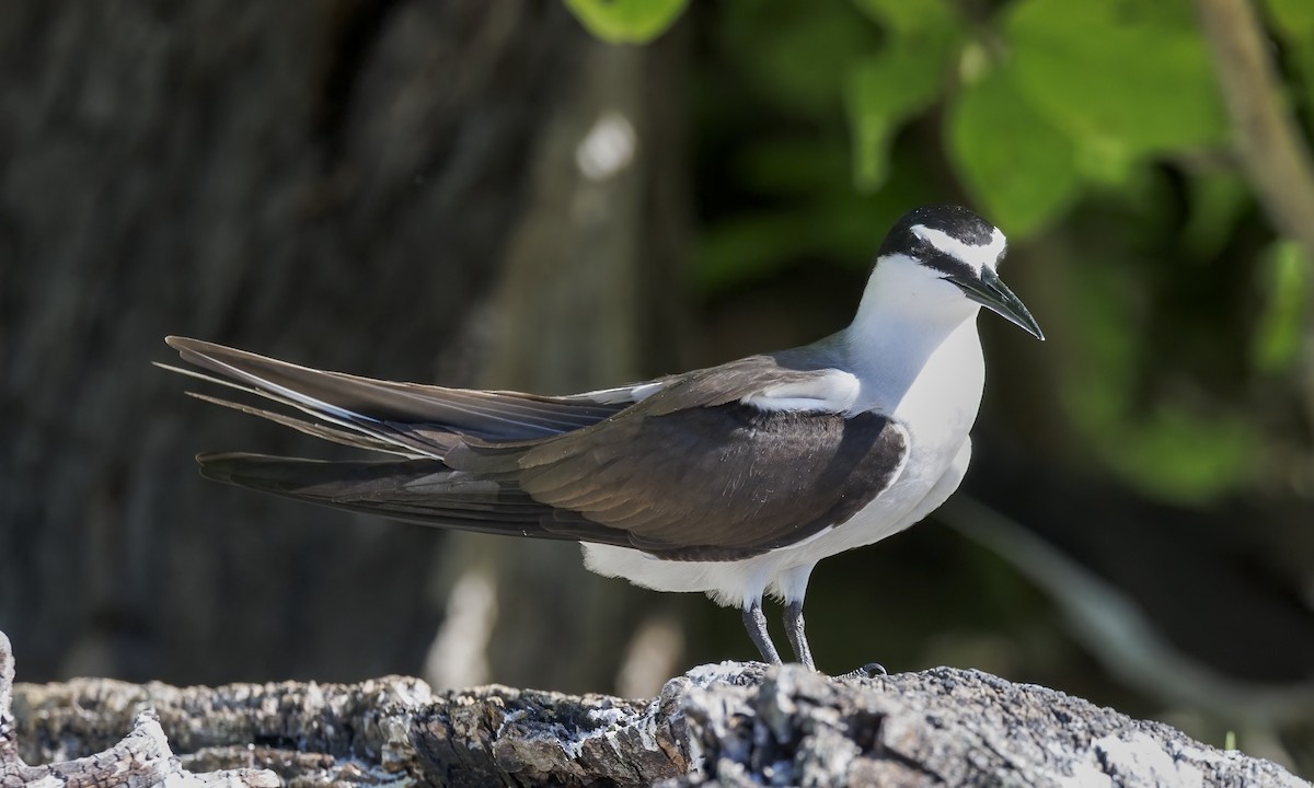 Bridled Tern - ML646575801