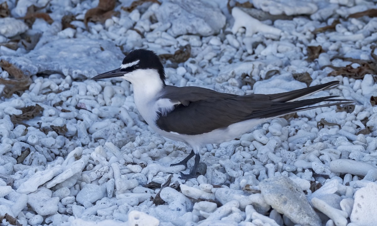 Bridled Tern - ML646575802
