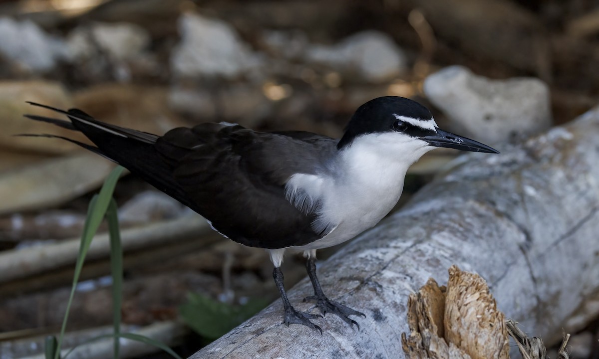 Bridled Tern - ML646575803