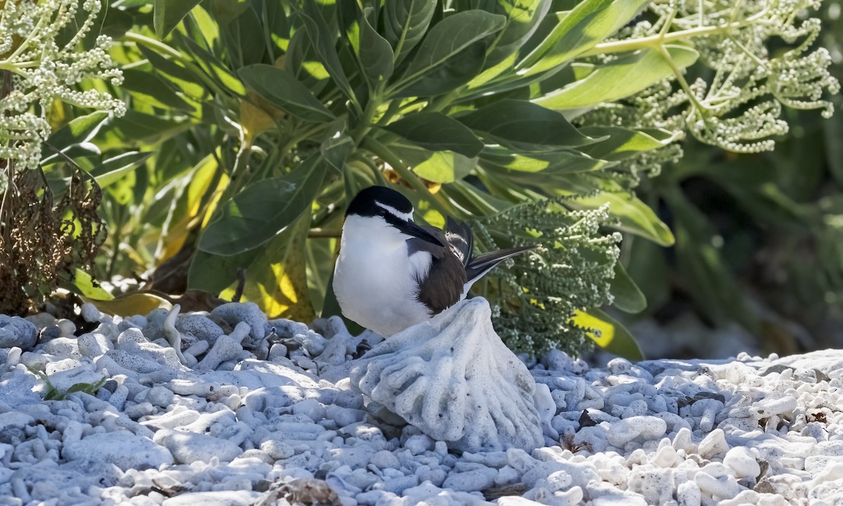 Bridled Tern - ML646575804