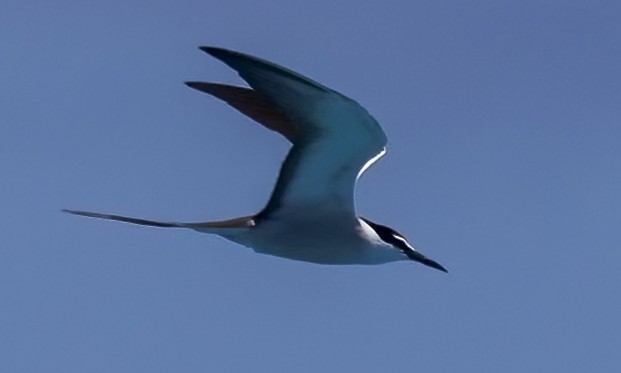Bridled Tern - ML646575805
