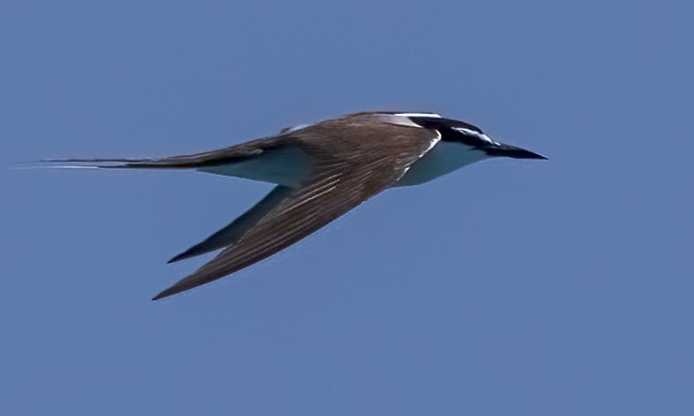 Bridled Tern - ML646575806