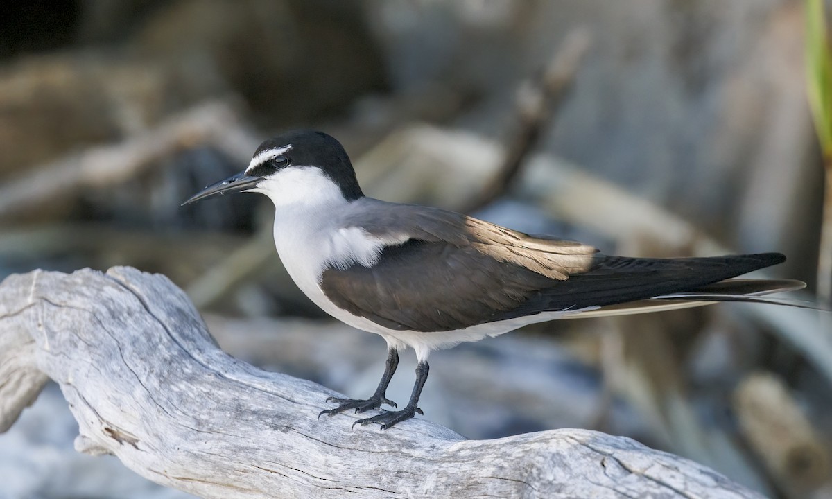 Bridled Tern - ML646575807