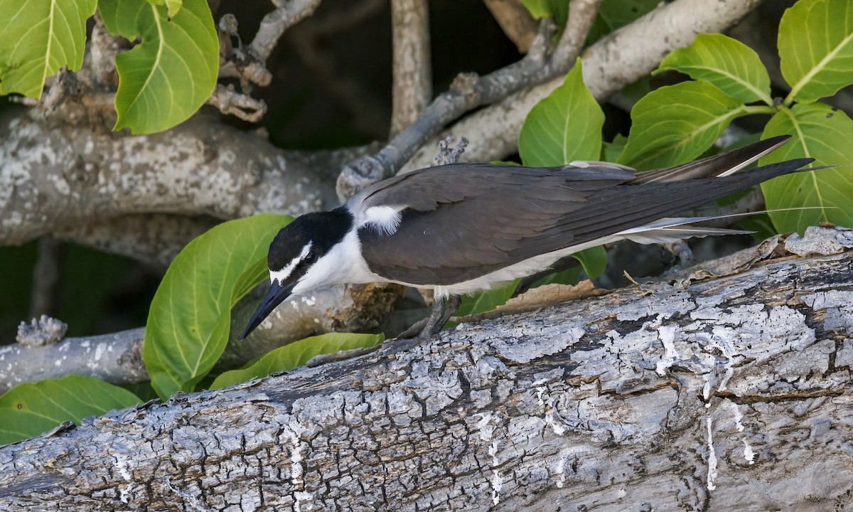 Bridled Tern - ML646575808