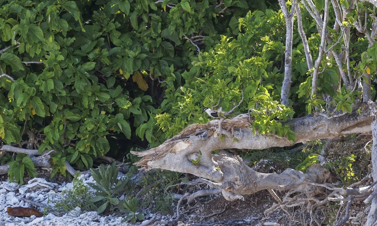 Bridled Tern - ML646575809