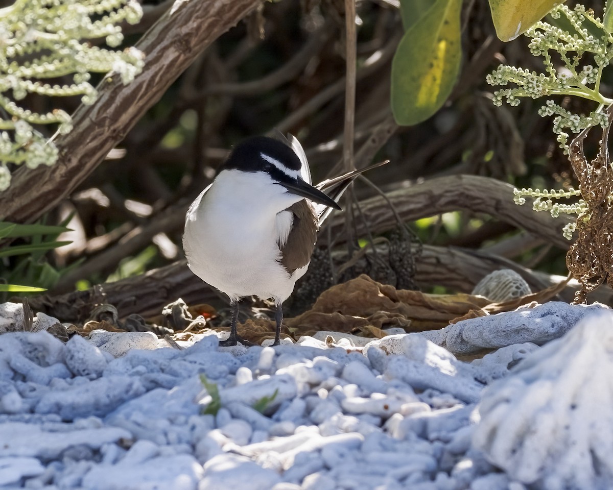 Bridled Tern - ML646575810